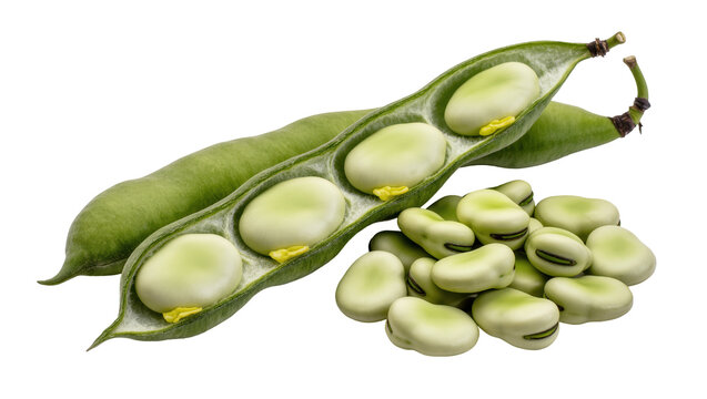 Fresh green fava beans in pod and shelled, isolated on transparent background