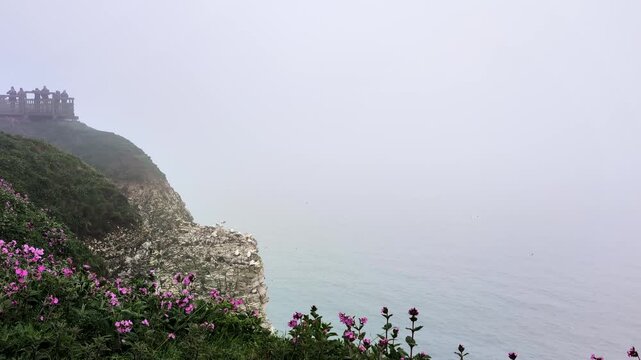 Moody footage of Bempton Cliffs, UK, in overcast mist, with gannets, guillemots, razorbills, and gulls flying along dramatic coastal cliffs