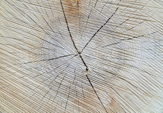 Nat&uuml;rliche Holzstruktur mit Jahresringen und Rissen &ndash; Rustikaler Holz Hintergrund in Nahaufnahme