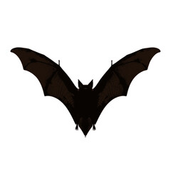 Fototapeta premium A black bat with outstretched wings, isolated on a white background, symbolizing Halloween and nocturnal creatures.