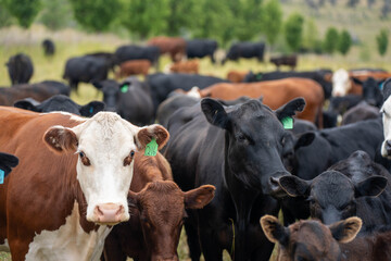 beautiful cattle in Australia  eating grass, grazing on pasture. Herd of cows free range beef being regenerative raised on an agricultural farm. Sustainable farming 