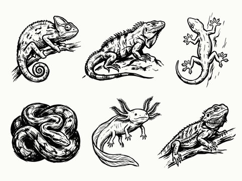 Reptile and amphibian linocut illustration set, minimalist brush line art icons for modern branding