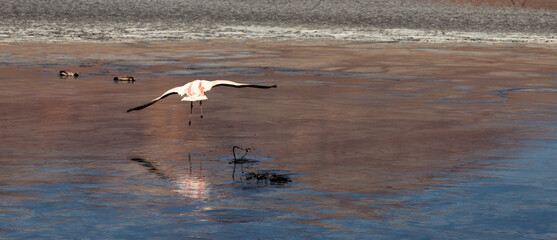 Flamingos in einer Lagune in Bolivien (Altiplano) © chris74