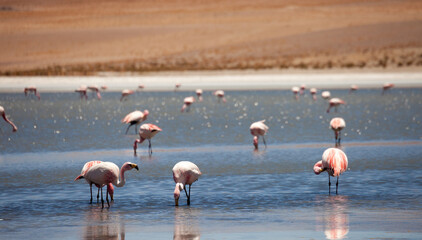 Flamingos in einer Lagune in Bolivien (Altiplano) © chris74