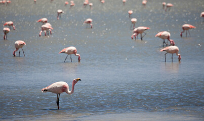 Flamingos in einer Lagune in Bolivien (Altiplano) © chris74