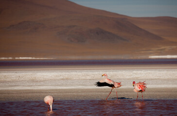 Flamingos in einer Lagune in Bolivien (Altiplano) © chris74