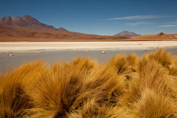Flamingos in einer Lagune in Bolivien (Altiplano) © chris74