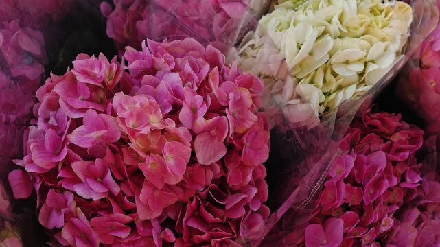 Pink hydrangea bouquets panning, Hydrangea macrophylla blossoms in flower market, floral retail background for spring promotions, slow motion