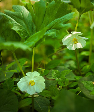 Mayapple bloom in woodland forest along the C&O Canal in Sharpsburg, Maryland, USA