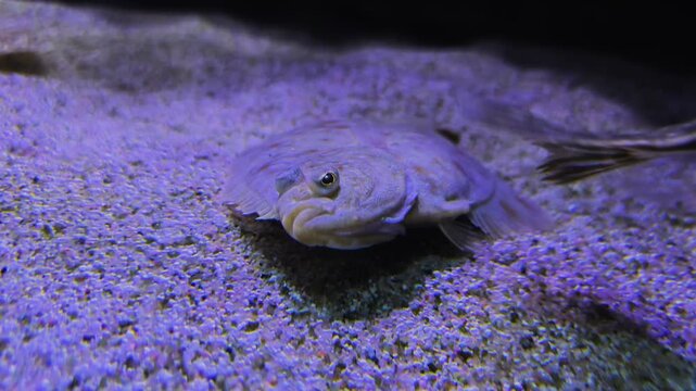 Close up of a flat fish or. flounder swimming close to the seabed or ground underwater	