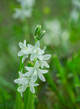 Start of Bethlehem (Ornithogalum) wildflower blooming in the  Chesapeake & Ohio Canal National Historical Park in Maryland USA; copy space