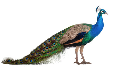 Fototapeta premium Majestic male peacock with vibrant blue neck and green tail feathers, isolated on transparent background