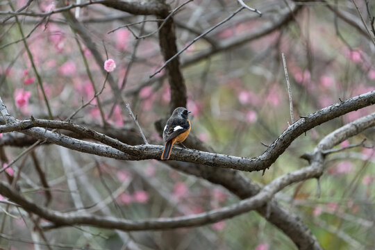 Daurian redstart male