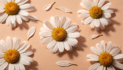 Obraz premium Fresh white daisy flowers and delicate petals artfully arranged on a soft pink background, creating a charming and serene natural pattern design