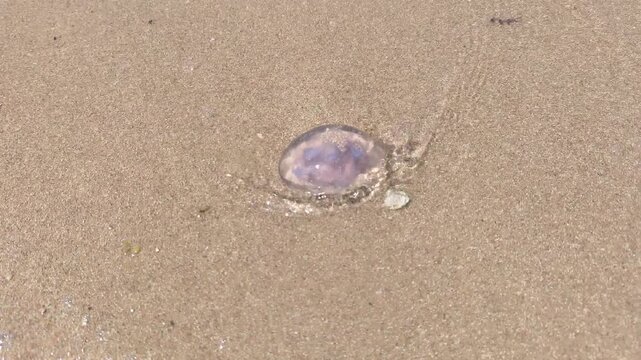 A beached jellyfish. A Pelagia noctiluca jellyfish in the Red Sea is washed by the waves on a hot day at a tourist beach.