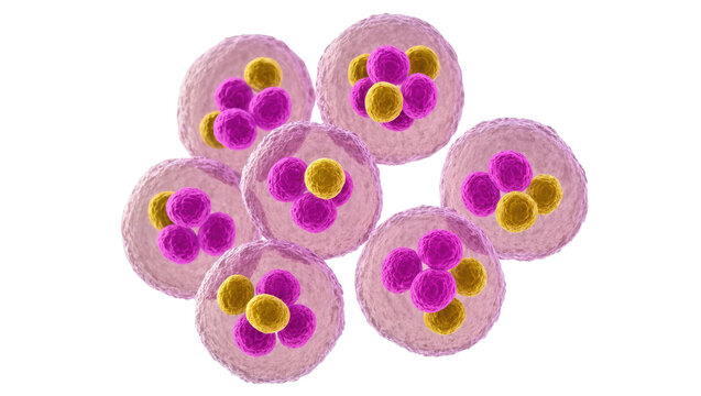 Cluster of pink cells containing purple and yellow spheres, isolated on transparent background