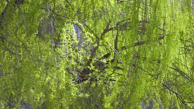 Static shot of thick green weeping willow foliage swaying actively in a strong breeze.