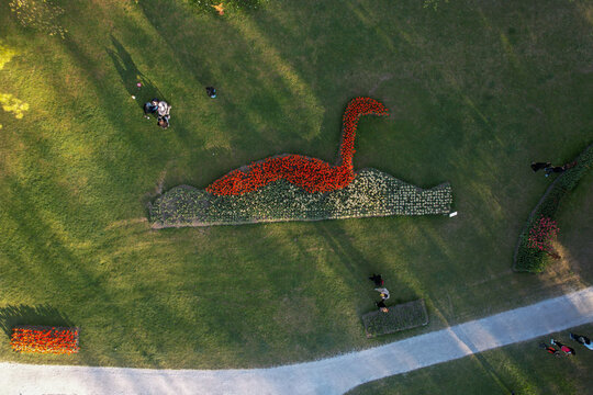 Aerial view of a large flower bed shaped like a swan made of red and white tulips in a green park with people walking nearby Morges, Vaud, Switzerland.