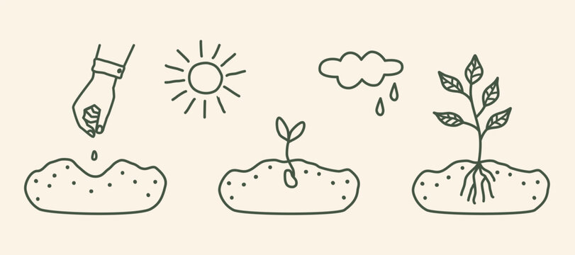 Hand drawn plant growth cycle set with seed, sprout, young plant, and tree in soil. Eco concept for gardening, education, sustainability, nature growth, and botanical infographic design.