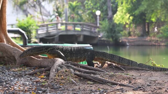Monitor lizard walking on tree roots beside pond in tropical park