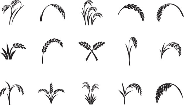 Minimalist rice stalk silhouette icon set with grain, agricultural vector isolated on white.
