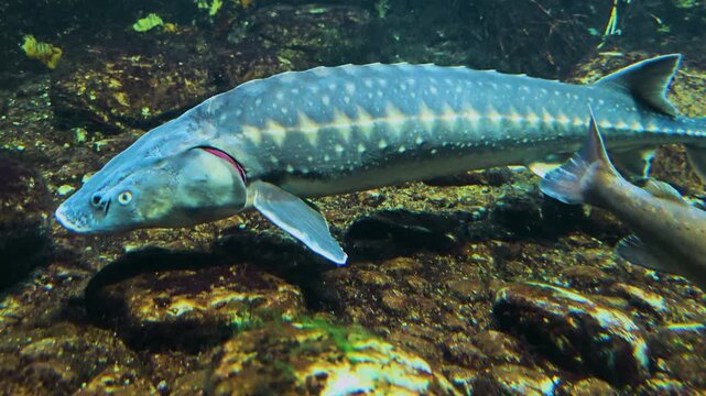 Close up of a large sturgeon slowly swimming along on the ground along a river underwater
