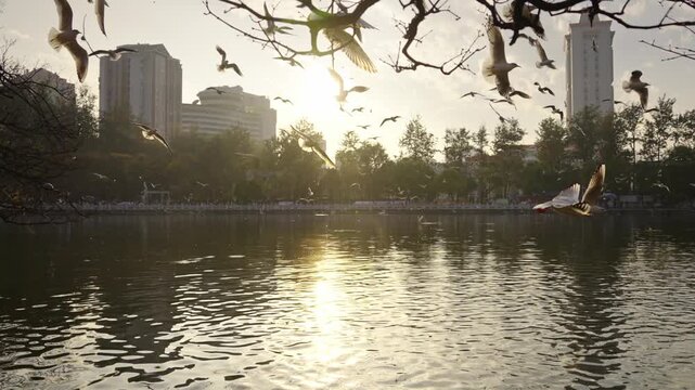 Seagulls Flying Over Urban Lake at Sunset