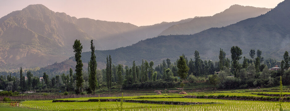 Panoramic Morning View of Green Rice Fields and Misty Mountains, Dachigam National Park, Srinagar, Kashmir, India