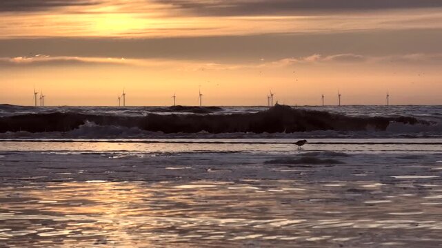 Sonnenuntergang an der Nordsee mit off shore Windpark Sandstrand und Austernfischer, Niederlande