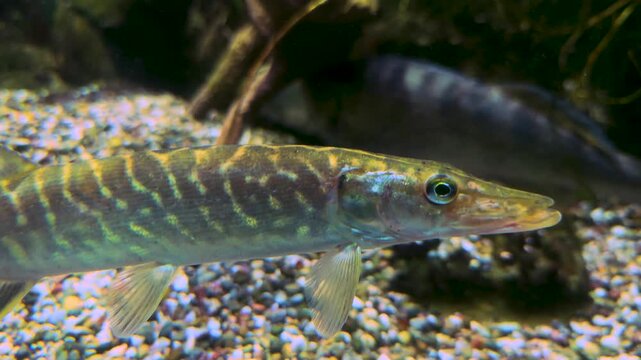 Close up of a small pike fish swimming along on the seabed on the ground along a river underwater