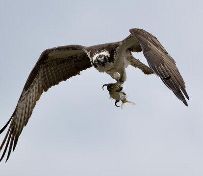 Osprey flying with fish in talon