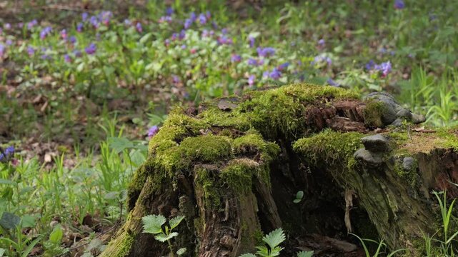 Untitled ProjectBackground with fresh grass and flowers. The flowers in the forest. Natural spring background.