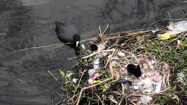 Bl&auml;sshuhn, Fulica atra beim f&uuml;ttern der Jungtiere am Nest, Nest mit Plastikabfall in Gracht in Alkmaar, Niederlande