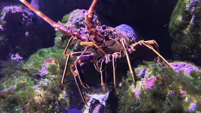Close up view of a large lobster langoustine moving around the seabed his front legs and antennas underwater
