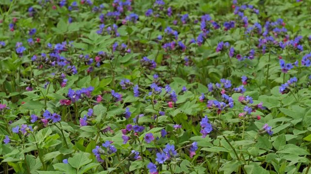 Untitled ProjectBackground with fresh grass and flowers. The flowers in the forest. Natural spring background.