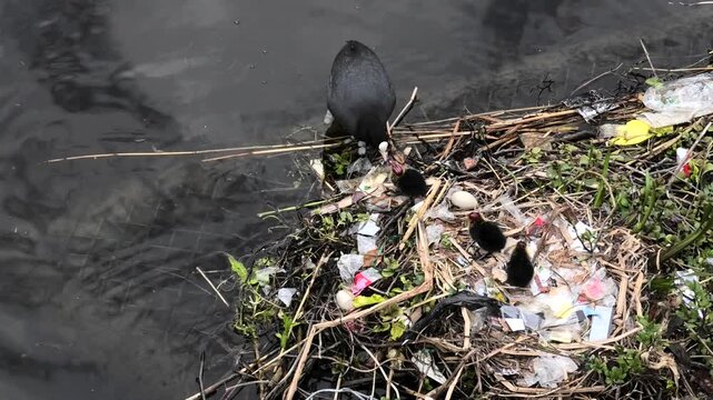 Bl&auml;sshuhn, Fulica atra beim f&uuml;ttern der Jungtiere am Nest, Nest mit Plastikabfall in Gracht in Alkmaar, Niederlande