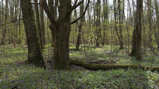 Mossy fallen tree trunk on the forest floor in the spring forest.