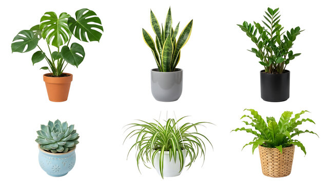 Collection of various indoor house plants in pots isolated on transparent background for decor