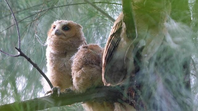 Collared Scops-Owl (Otus lettia) owlets perched on a pine tree branch in a forest during daylight. Close-up shot of young owls with fluffy feathers. Natural wildlife behavior.