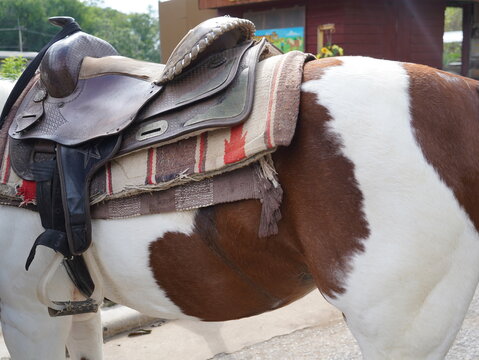 Leather horse saddle with patterned blanket on a brown and white pinto horse.