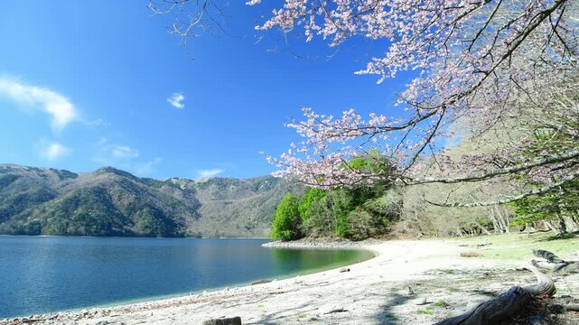 栃木県日光市　奥日光に咲く満開の山桜と中禅寺湖