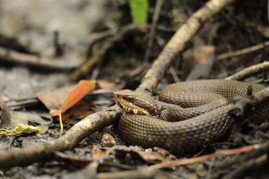 Water Moccasin Ambush