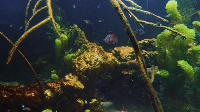 A close up shot of a vibrant orange frogfish (Antennarius maculatus) resting on coral and rock formations inside an aquarium exhibit.