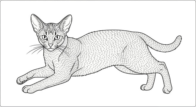 Abyssinian Cat Line Art Drawing