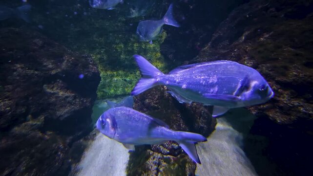 Close up of a yellow snapper fish swimming beside a coral reef underwater