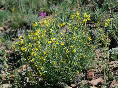 Manyflowered stoneseed (Lithospermum multiflorum) growing beside a rocky trail on Sugarloaf Mountain in Colorado
