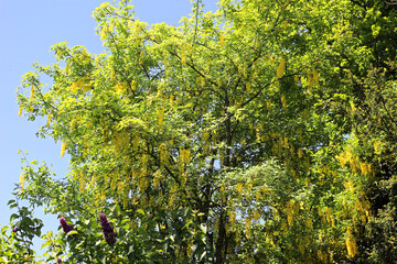 Fototapeta premium Golden Chain tree Laburnum blooming with yellow flowers against blue sky in spring garden