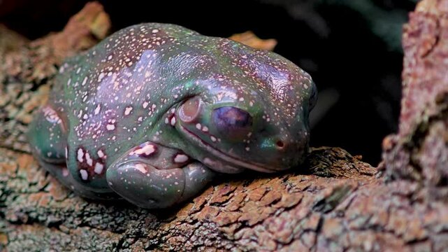 Close up rainforest tree frog Amphibian resting on a tree branch