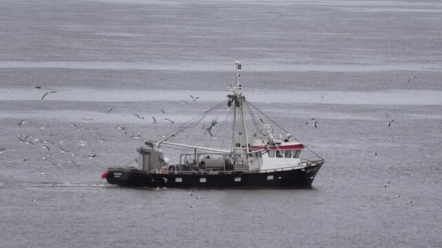 Krabbenkutter auf der Nordsee beim Fischfang mit Fangnetz und M&ouml;wen, Fischerboot, Niederlande