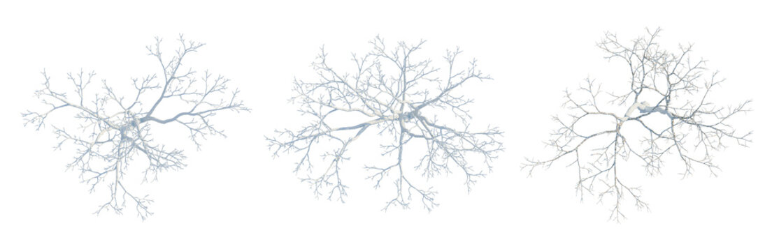 Acer saccharum tree plan, top view, cutout, transparent background, isolate, Detailed microscopic view of plant roots, cellular structure, botany, science background, png